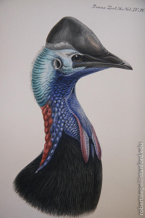 cassowary